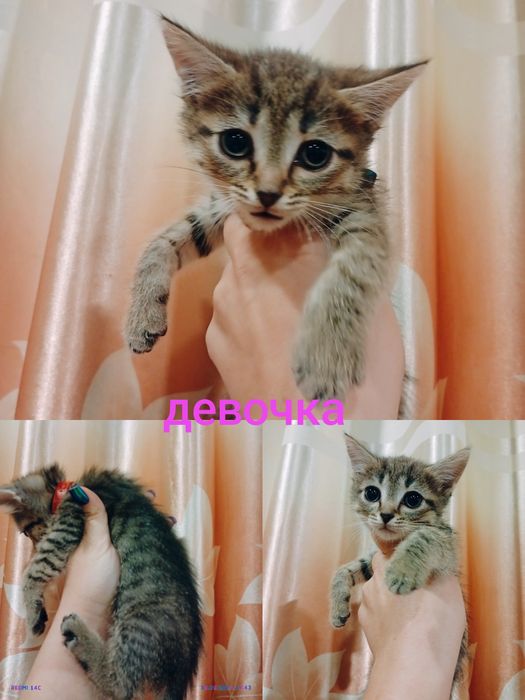 Отдам котят в добрые руки