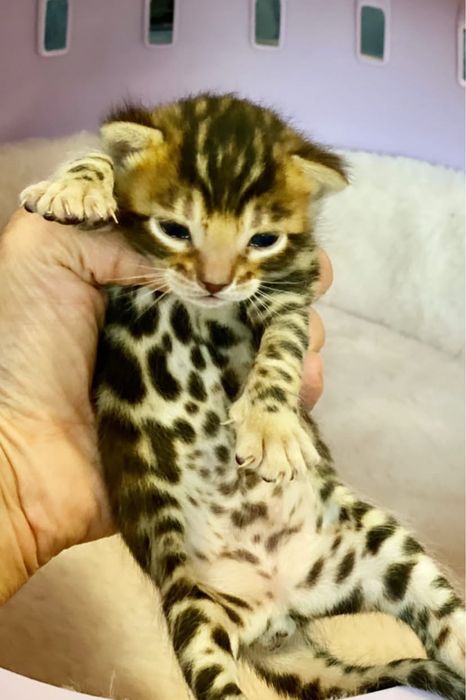 Бенгальские котята
