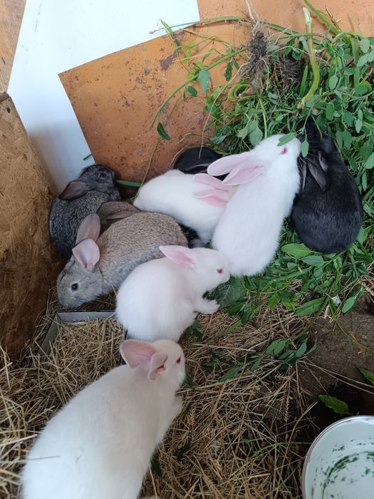 Продаётся крольчата полтора месяца
