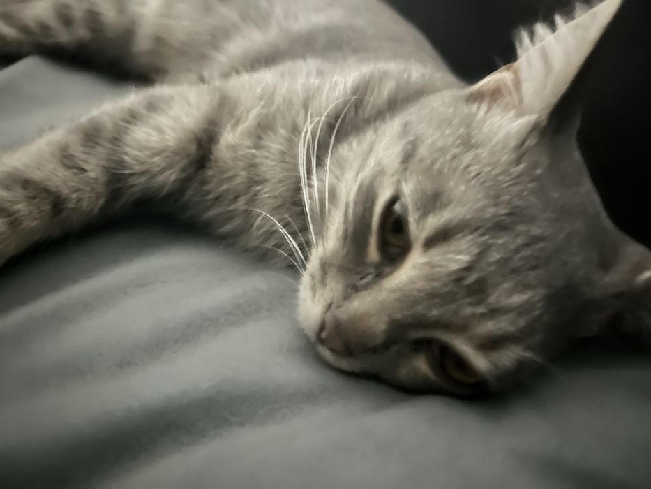 Пропала кошка…..