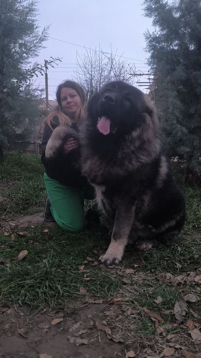 Передержка животных! Професиональная Любовь и забота о вашем любимце