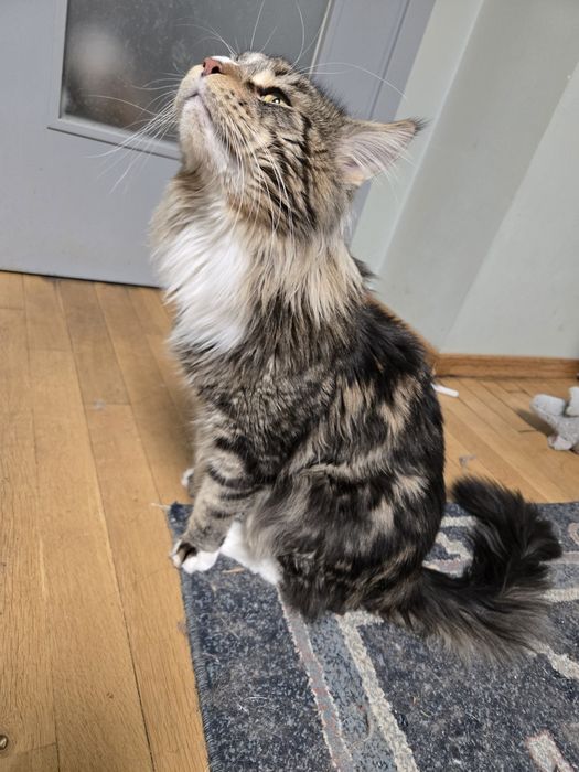 Мейн кун, Maine Coon, котета