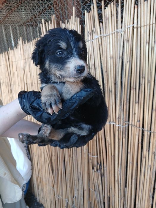 Щенята ищут дом!