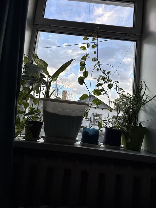 Продаю пылесос,цветы,коляску детскую