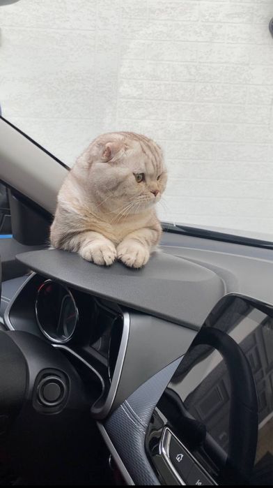 1 ёш скотиш фолд