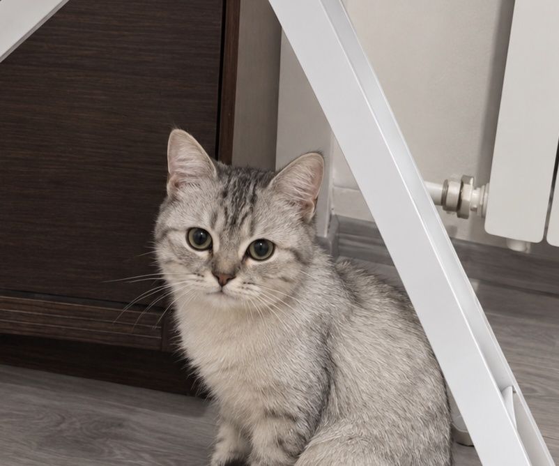 Ласковая девочка кошечка ищет любящую семью!