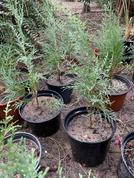 Източна туя, Аризонски кипарис, Обикновен кипарис