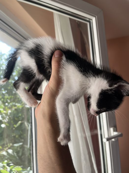 СПЕШНО! Коте търси дом
