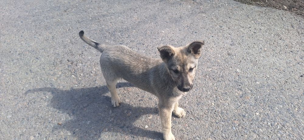 Щенята в добрые руки!