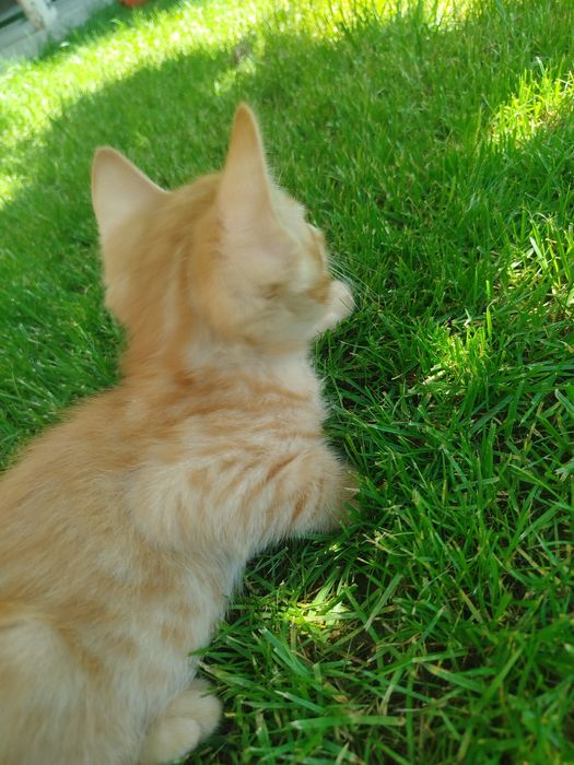 Отдам кошку даром