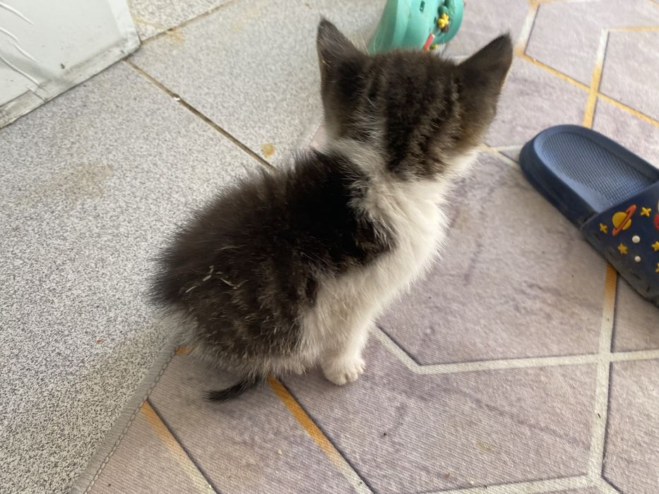 котенок маленьки  красивый
