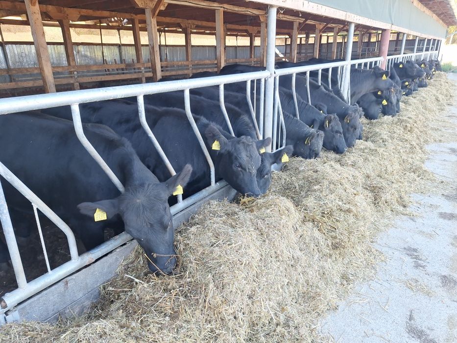Juninci Aberdeen Angus