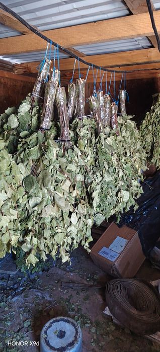 Продам веники берёза