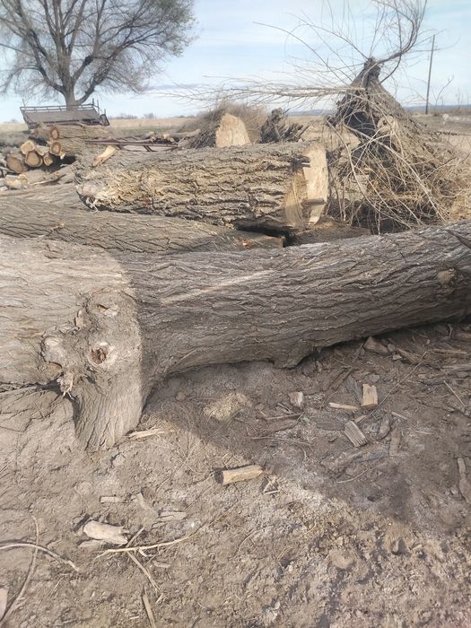 Продам Карагач брёвна