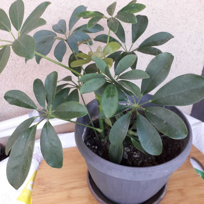 Стайни растения - Коледниче ,Кактуси, Шефлера