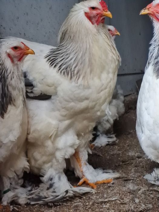 Cocos Brahma Columbia alb albastru