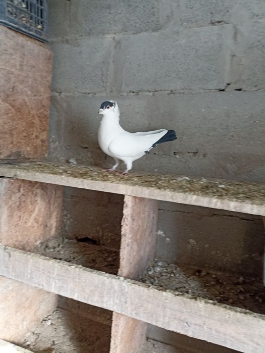 Московский монах