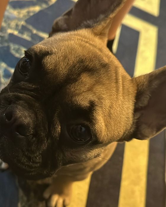 Французский бульдог