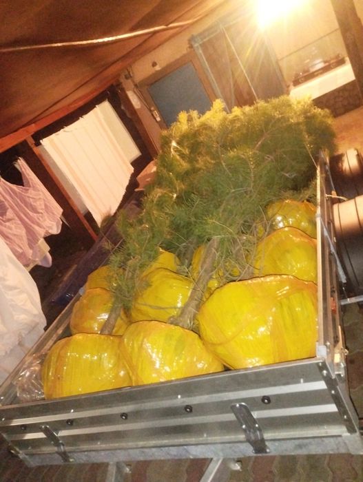 Продам сосны от двух до трёх метров