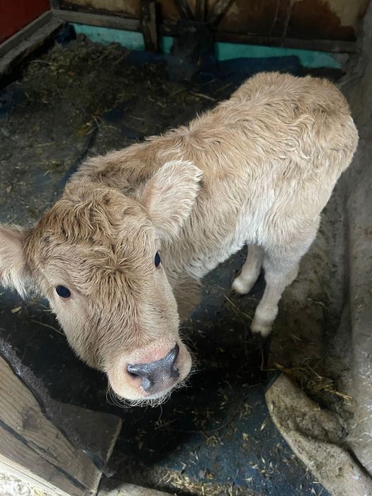 Тёлечка 3-5 дней