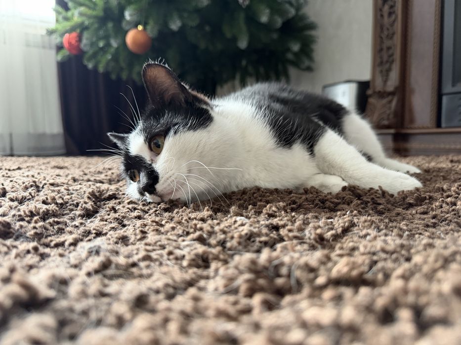 Дарю кошечку.