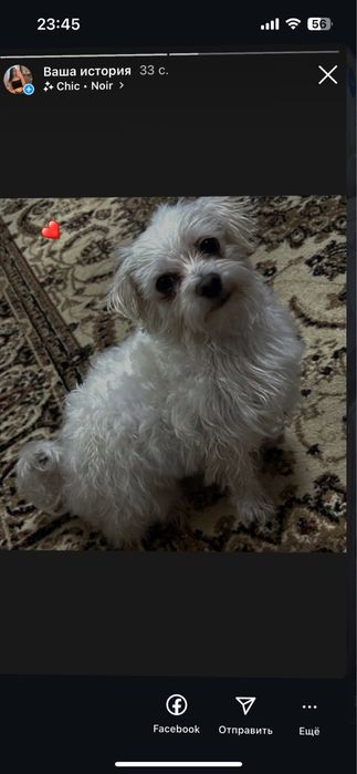 Продается болонка