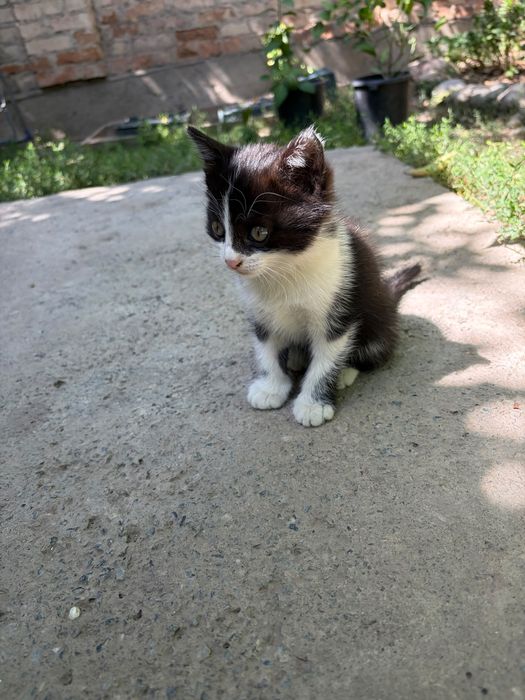 Котята домашние чистые