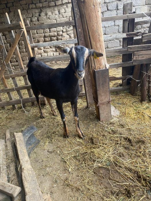 Алписки жас ешкилер сатылады