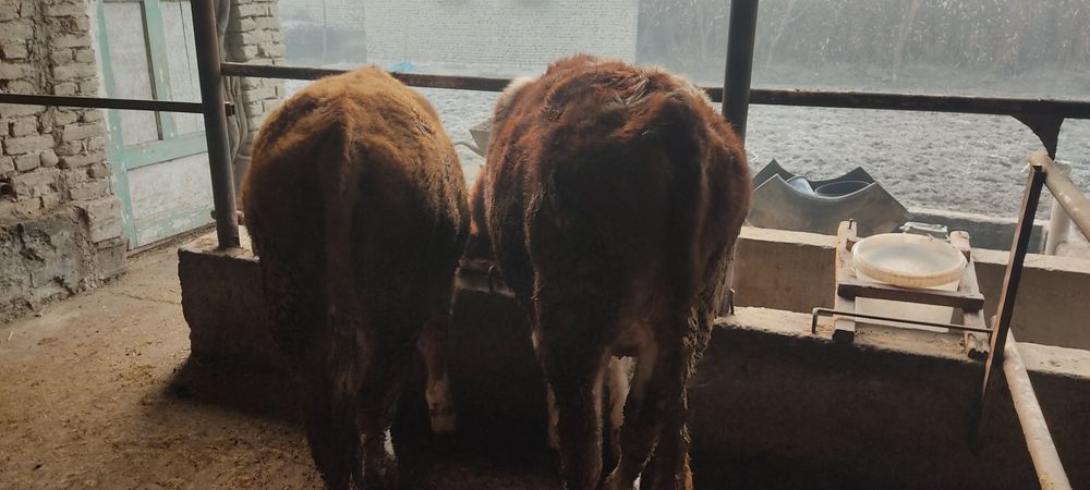 Сментал букалар тозза