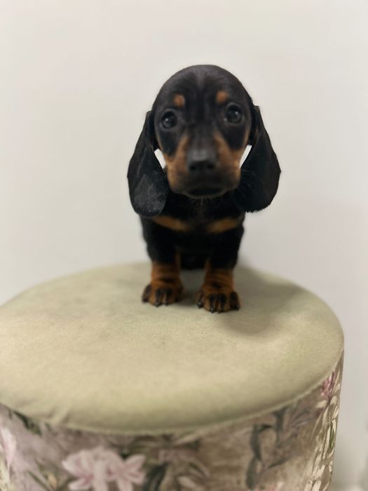 Teckel miniatura din parinti cu Pedigree FCI