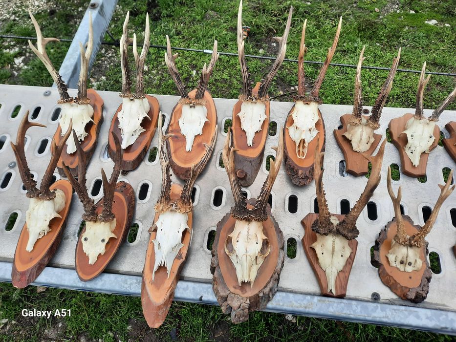 Еленски рога от сърндак.