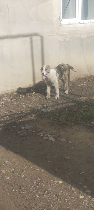 Продам щенка Алабая девочка мошная