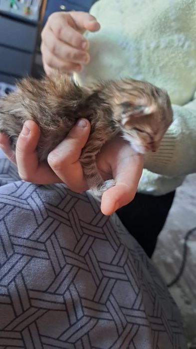 Марғаулар тегін. Котята в добрые руки.