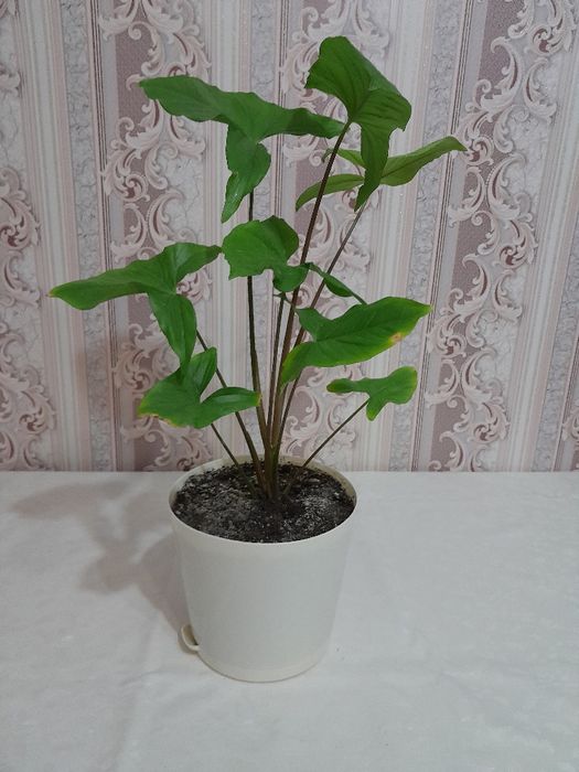 Срочно Продам цветы