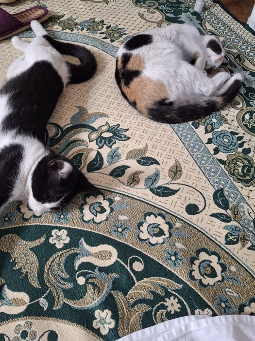 Ласковые девочки ищут дом