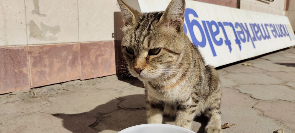 Кошка ищет дом Срочно