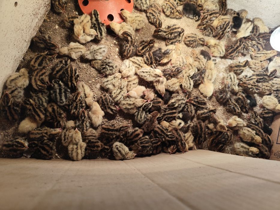 Пътпъдъци , Фараон и Манджурски