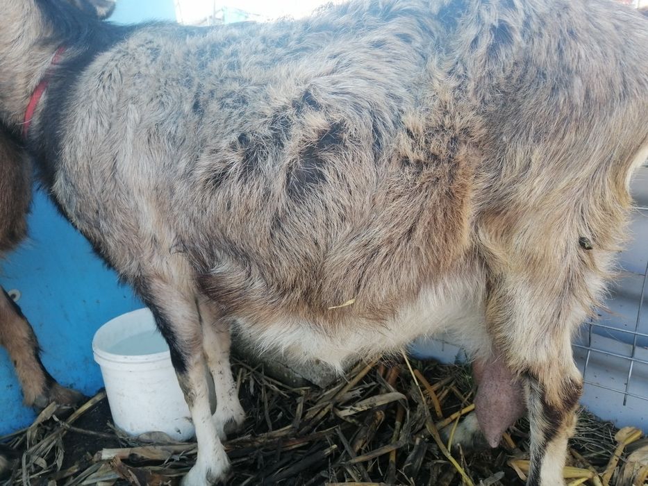 Vând 2 capre bune de lapte preț 2000 bucata