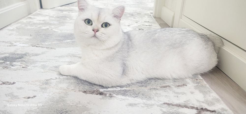 "Вязка" чистокровный Британский Шиншила $65