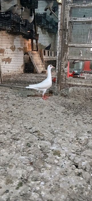 Каптарлар сотилади