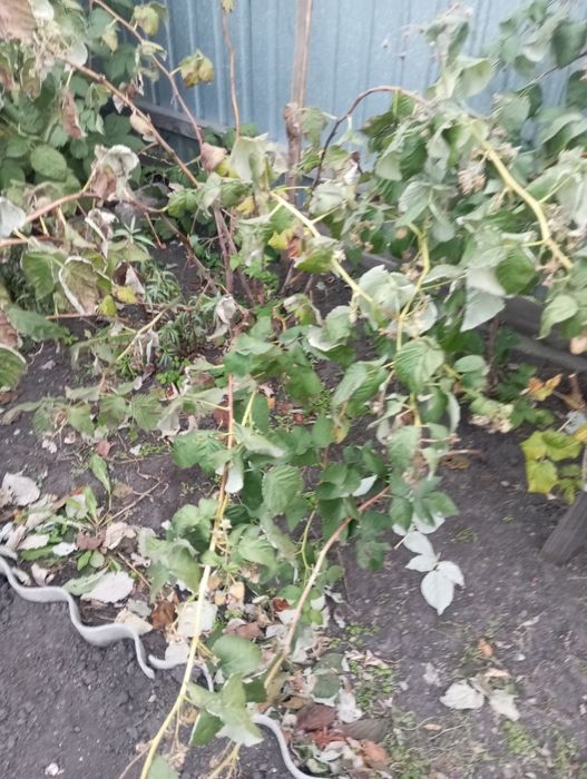 Продам саженцы малины