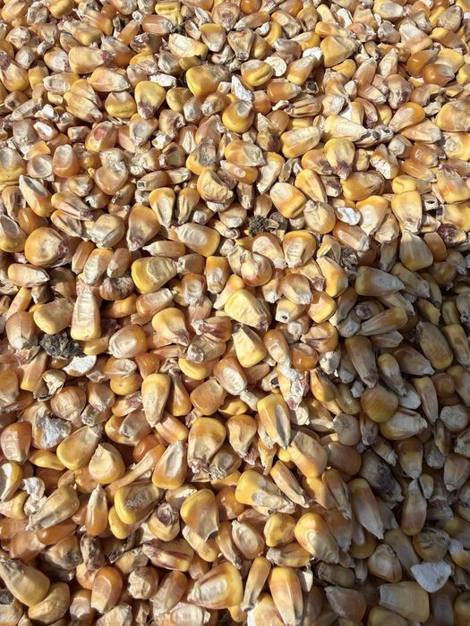 Graunte Pioneer 2025