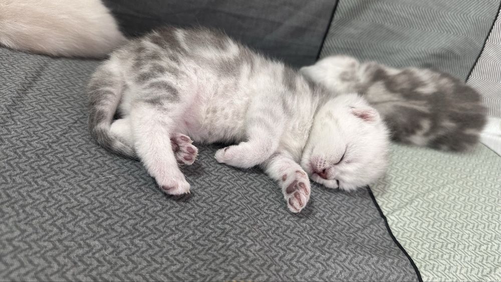 шотландские котята