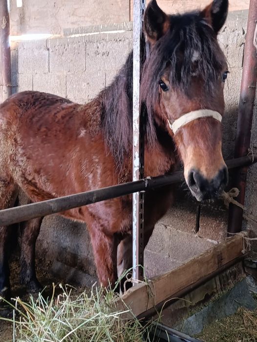 На откорме 2годовалая