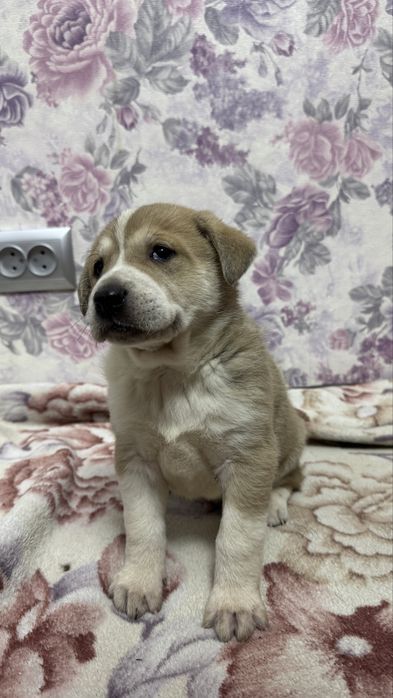 Серьезный паренёк ищет дом.