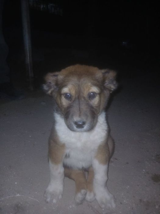 Отдам собачки хорошие руки