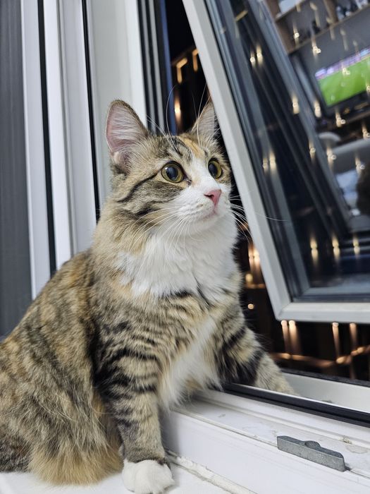 Отдам в добрые руки кошку