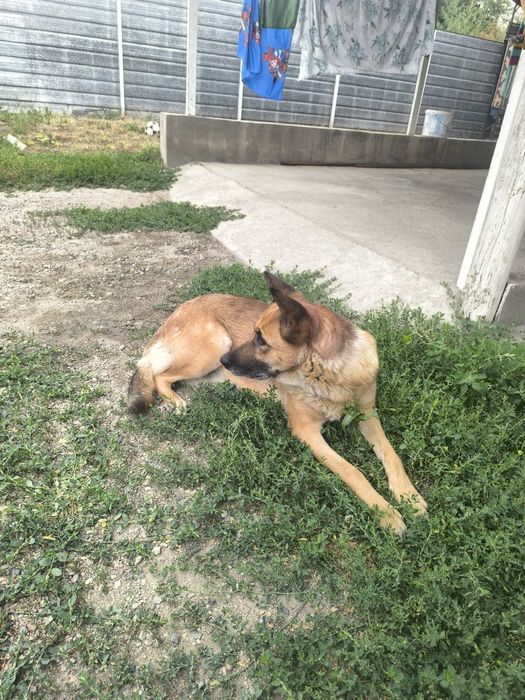 Вязка девочка нужен кабель овчарка