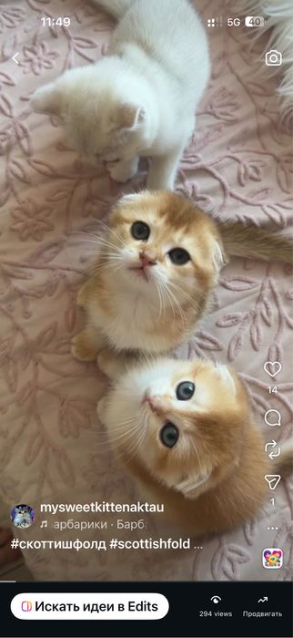 Продам драгоценных шиншиллок