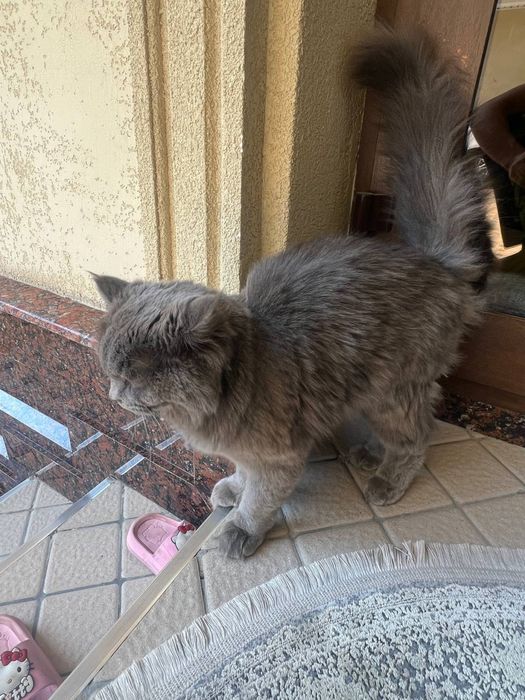 Кошка породистая и ухоженная